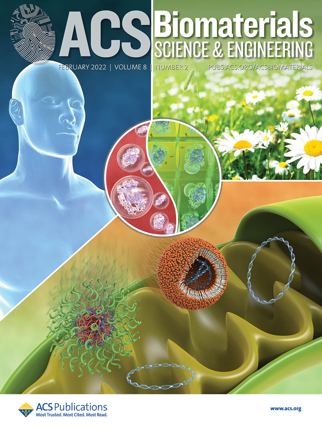 論文雑誌「ACS Biomaterials & Engineering」のカバーピクチャーを制作しました［理化学研究所］ | 株式会社アートアクション