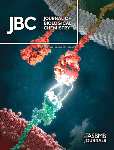 三重大学 Journal of Biological Chemistry カバーピクチャー 科学イラスト 論文表紙絵 アートアクション cover picture